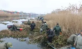سنبل آبی تهدید جدی برای تالاب‌های گیلان