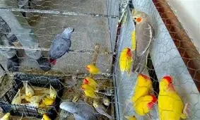 آنفلوانزا فوق‌حاد پرندگان در قم دردسرساز شد/‌پرنده‌فروشی‌های سطح ‌شهر جمع می‌شود