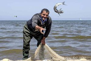 کاهش قیمت ماهی در سربالایی شیوع کرونا