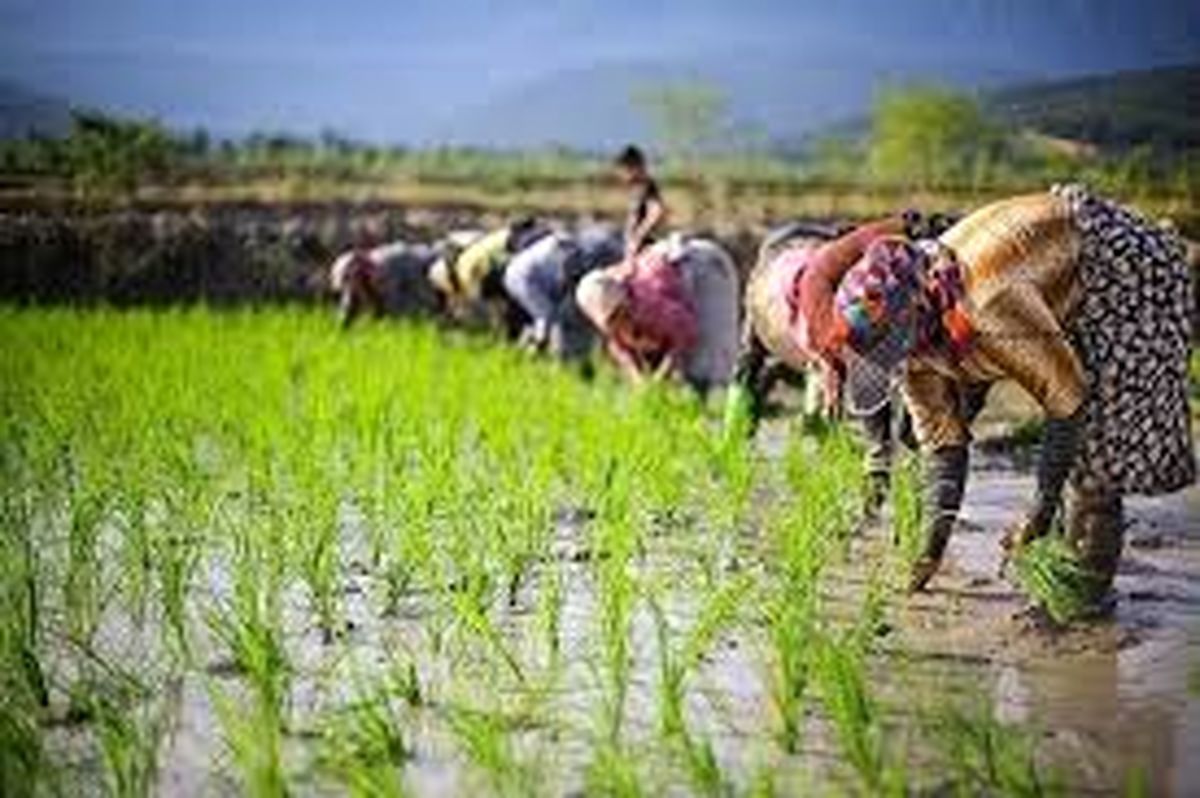 پیش بینی افزایش تولید برنج در گیلان