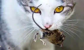 مرگ موش غیر سمی تولید شد