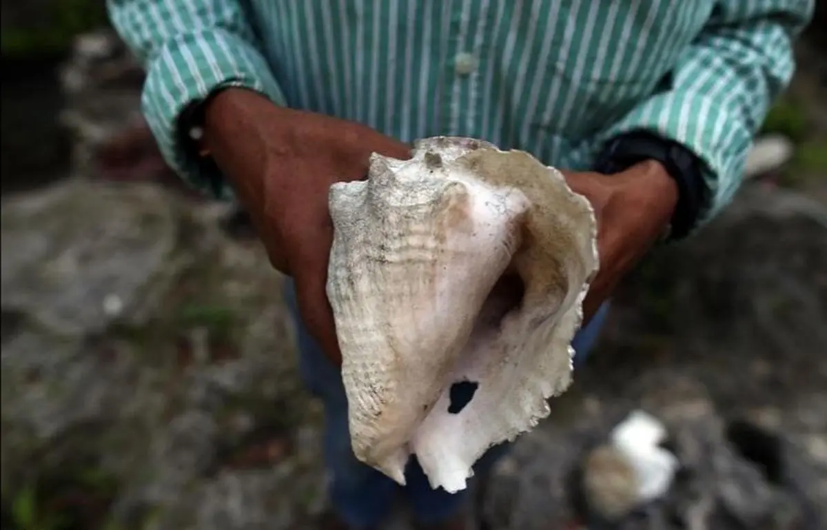 صدای ساز ۱۸ هزار ساله را بشنوید!/ ویدئو