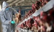 تاخیر در گزارش‌دهی باعث گسترش آنفلوانزای پرندگان در خراسان جنوبی شد