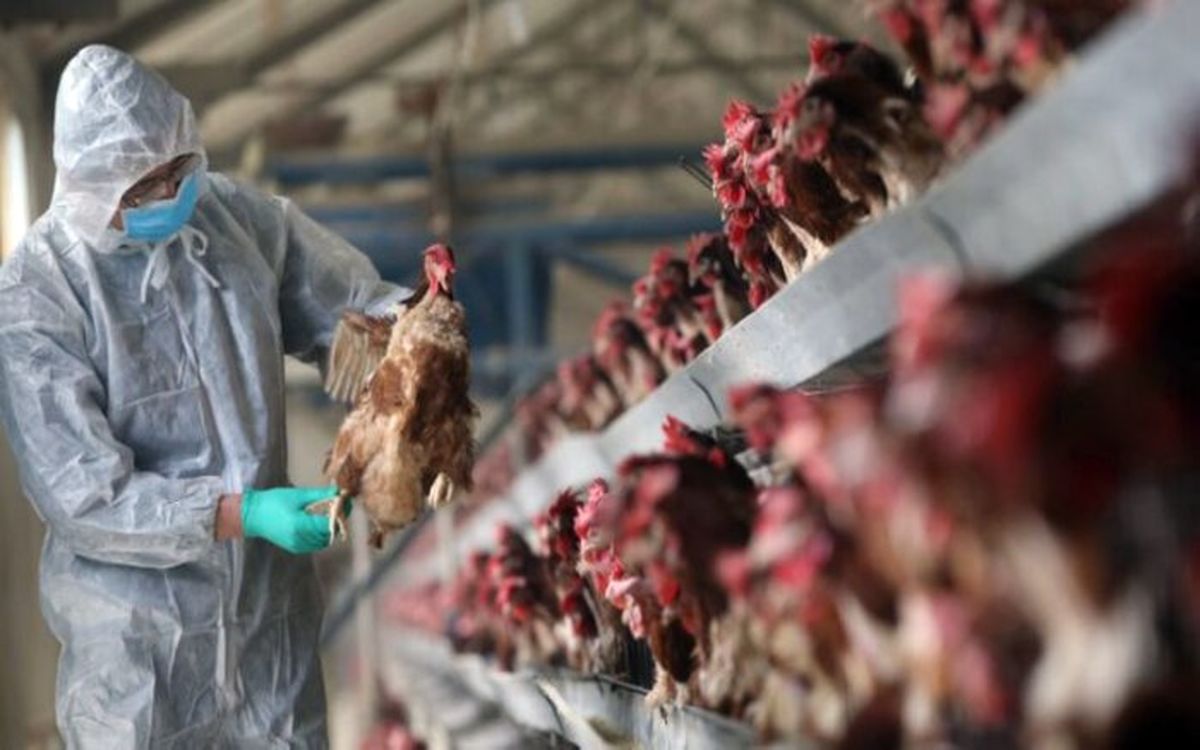 تاخیر در گزارش‌دهی باعث گسترش آنفلوانزای پرندگان در خراسان جنوبی شد