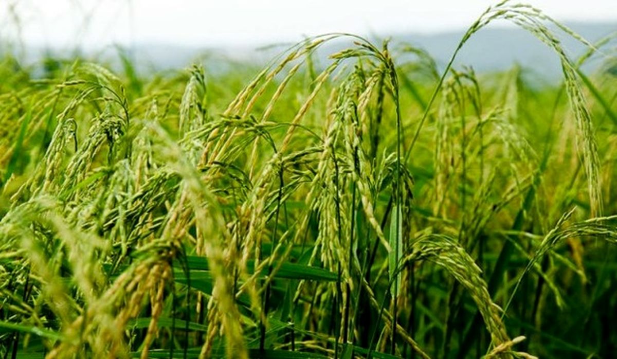 ۲۲۰۰ تن بذر گواهی‌شده برنج بین کشاورزان در گیلان توزیع می‌شود