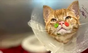 درمان عجیب یک گربه مجروح با کمک دکمه