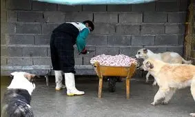 سگ‌های بی‌پناه نهاوند صاحبخانه شدند