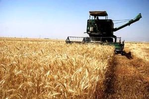 ۲۹۱ هزارتن گندم از کشاورزان آذربایجان غربی خریداری شد