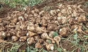 کشاورز نمونه ملی استان فارس برداشت چغندرقند در هر هکتار را ۳ برابر کرد