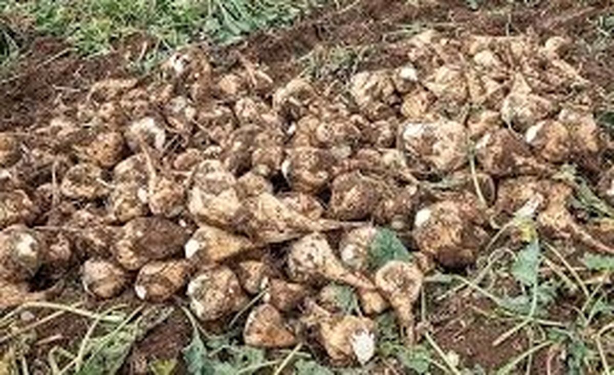 کشاورز نمونه ملی استان فارس برداشت چغندرقند در هر هکتار را ۳ برابر کرد