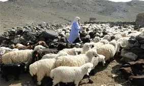 ۵۰ هزار تن علوفه بین عشایر دامدار خراسان رضوی توزیع شد