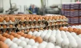 البرز روزانه ۴۵ تن تخم مرغ استان تهران را تامین می کند