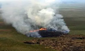 مرگ تلخ پرندگان مهاجر در آتش نیزارهای پرند/ ویدئو