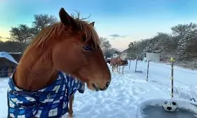 تگزاس یخ زد!/ تصاویر