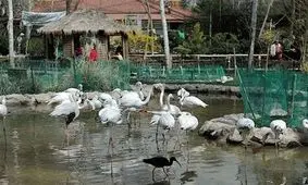 فقط ۶۷۱ پرنده در باغ پرندگان قم معدوم شد/ معدوم‌سازی ‌۳ هزار پرنده ‌کذب بود