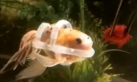 جلیقه مخصوص به ماهی معلول زندگی دوباره بخشید/ ویدئو