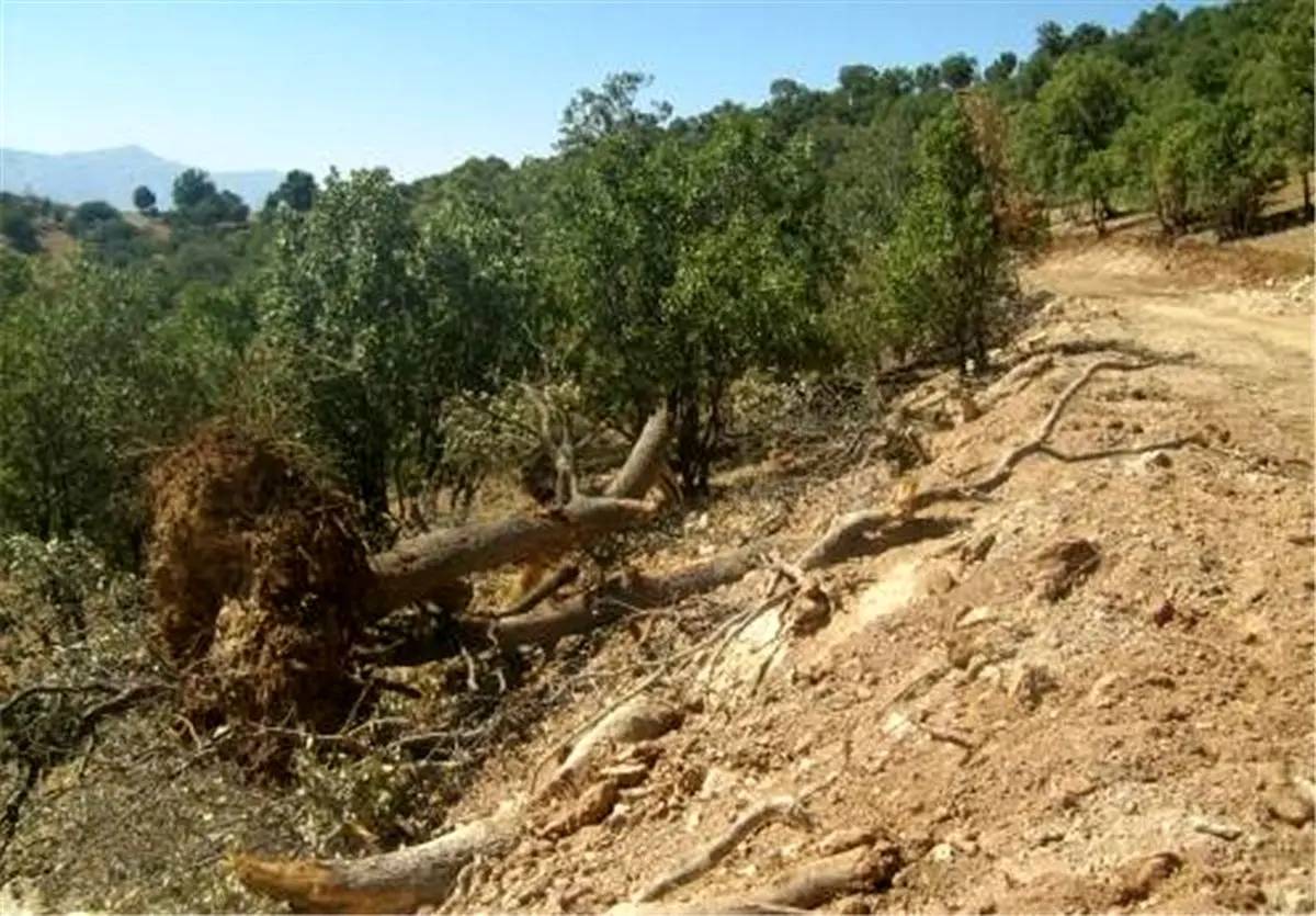 ۲۲۰ پرونده تخلف در عرصه‌های منابع طبیعی سبزوار تشکیل شد