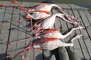 تلفات پرندگان مهاجر در تالاب میانکاله به مرز ۱۰ هزار بال رسید