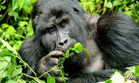 سلفی‌های مرگبار گردشگران با گوریل‌های آفریقایی