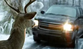 راننده خوش‌شانس پس از تصادف با ۲ آهو میلیونر شد