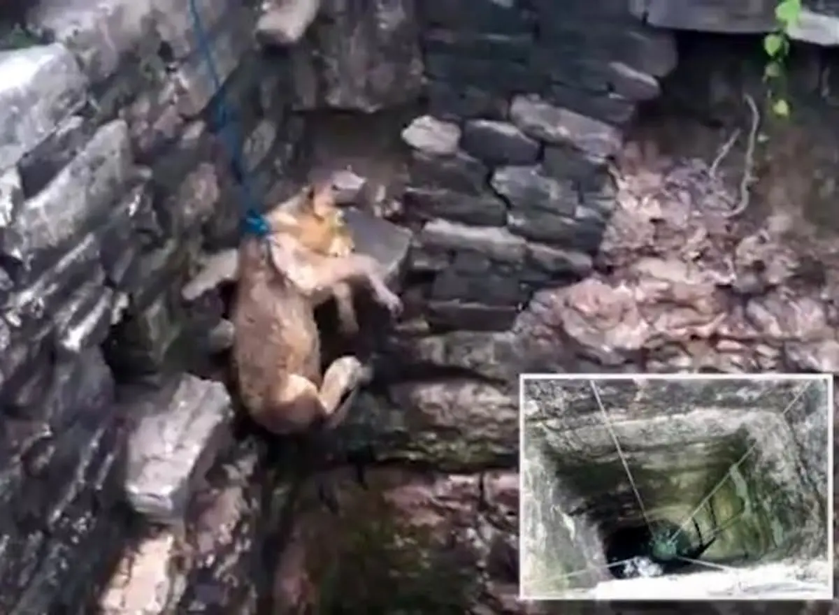 نجات بچه شیر از چاه ۸۰ فوتی