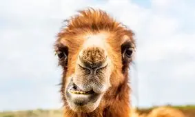 عشق مرد اماراتی به نامزدش او را راهی بازداشتگاه کرد