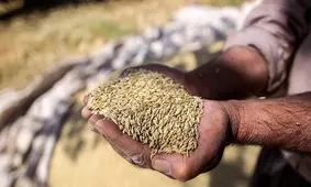 گندم نمای جو فروش