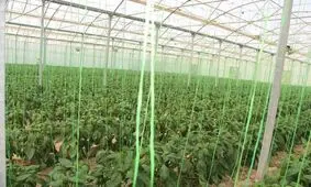 سطح گلخانه‌های شهرستان میرجاوه به ۶٢هکتار افزایش می‌یابد