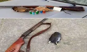 غیربومی بودن ۸۰ درصد از شکارچیان در سیاهکل