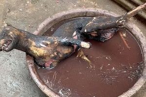بازار فروش حیوانات وحشی مرده و زنده در نیجریه/ ویدئو