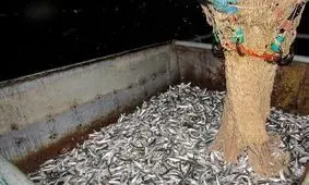 صید ۵۵۶۰ تن کیلکا در گیلان