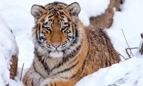 صدای آواز ببر را بشنوید!/ ویدئو