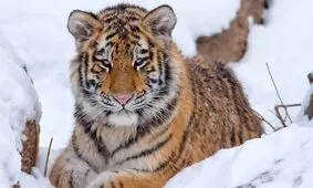صدای آواز ببر را بشنوید!/ ویدئو