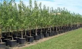 ۴۰۰ هزار اصله نهال برای درختکاری در استان سمنان آماده توزیع است