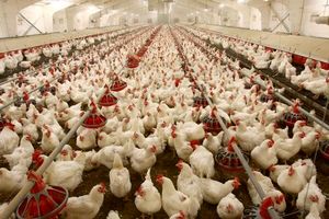 کشتار ۱۰ تن مرغ گرم مازاد بر نیاز در هرمزگان