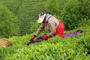 پرداخت ۴۸ میلیارد تومان تسهیلات به چای‌کاران/ رشد ۴۵ درصدی خرید تضمینی برگ سبز چای