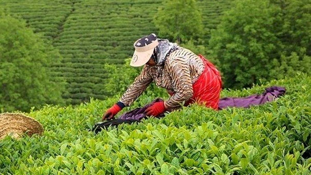پرداخت ۴۸ میلیارد تومان تسهیلات به چایکاران/ رشد ۴۵ درصدی خرید تضمینی برگ سبز چای