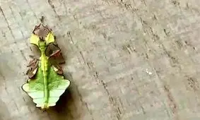 این برگ است یا حشره؟/ ویدئو