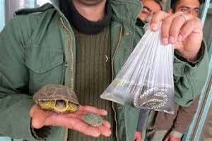 خرید و فروش گونه‌های گیاهی و جانوری وحشی در ایلام ممنوع است