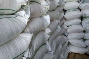 عبور تولید شکر از مرز 500 هزار تن در شرکت توسعه نیشکر