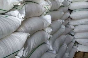 عبور تولید شکر از مرز 500 هزار تن در شرکت توسعه نیشکر