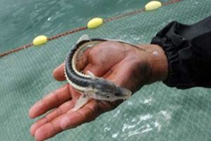 ۳۳۱ ماهی خاویاری از تور صیادان گلستانی نجات یافتند