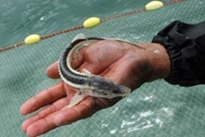 ۳۳۱ ماهی خاویاری از تور صیادان گلستانی نجات یافتند