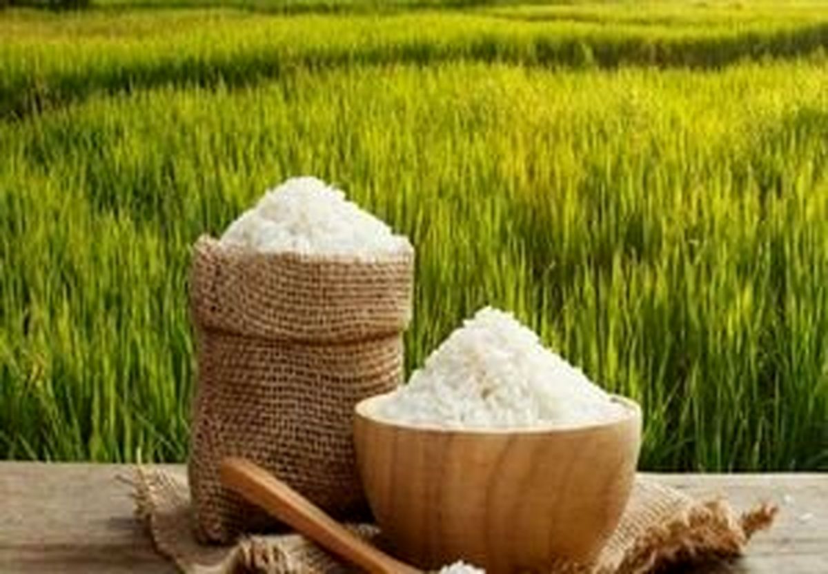 محبوبیت برنج گیلان در بازارهای کشورهای حاشیه خلیج فارس