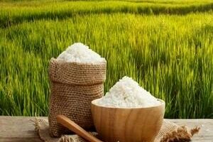 محبوبیت برنج گیلان در بازارهای کشورهای حاشیه خلیج فارس