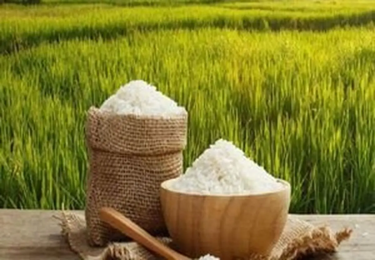 محبوبیت برنج گیلان در بازارهای کشورهای حاشیه خلیج فارس