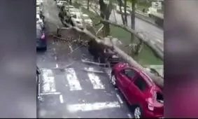 لحظه سقوط درخت غول‌پیکر روی سر عابرین و چند ماشین/ ویدئو