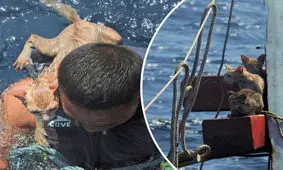 عملیات نیروی دریایی برای نجات ۴ گربه از مرگ/ ویدئو