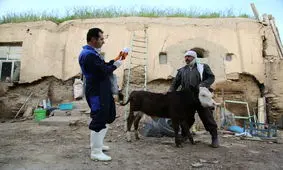 انجام بیش از ۶ میلیون سر واکسیناسیون دام از ابتدای امسال/ کمبود داروی دام در ایلام نداریم