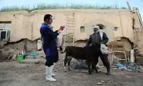 انجام بیش از ۶ میلیون سر واکسیناسیون دام از ابتدای امسال/ کمبود داروی دام در ایلام نداریم